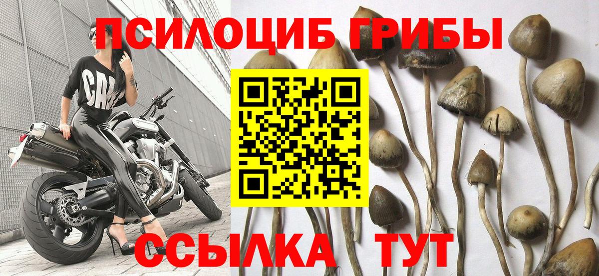 Назрань  Псилоцибиновые грибы Magic Shrooms  Вход с VPN  Псилоцибиновые грибы GOLDEN TEACHER 
